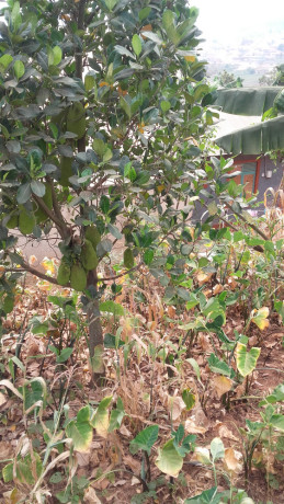 largest-land-for-sale-with-a-house-big-7