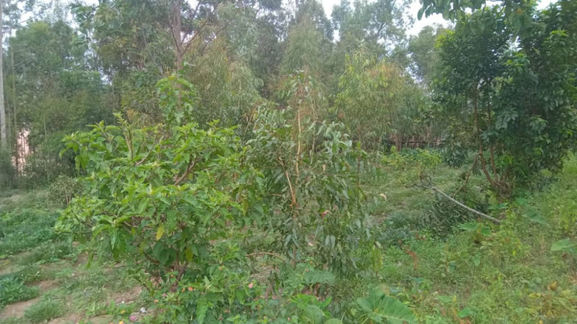 land-for-sale-in-batsinda-kagugu-big-6