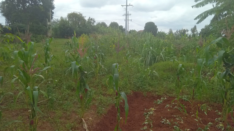 large-plot-for-sale-big-7