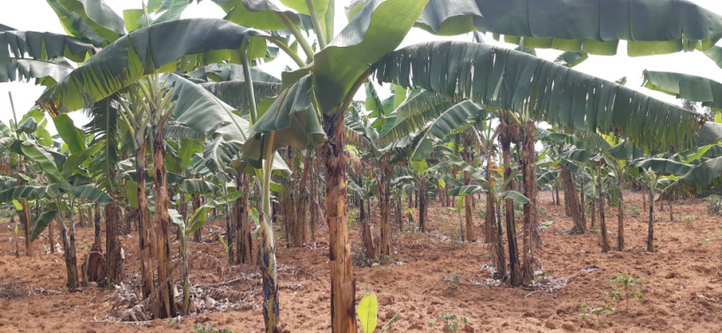 land-for-sale-in-bugesera-juru-near-airport-of-rwanda-hot-deal-big-0