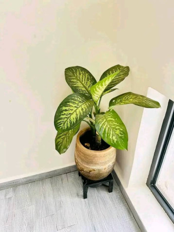 house-for-rent-location-gacuriro-big-4