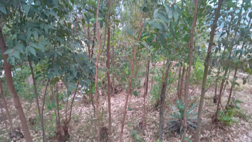 kigali-land-for-sale-in-rebero-rujugiro-big-6