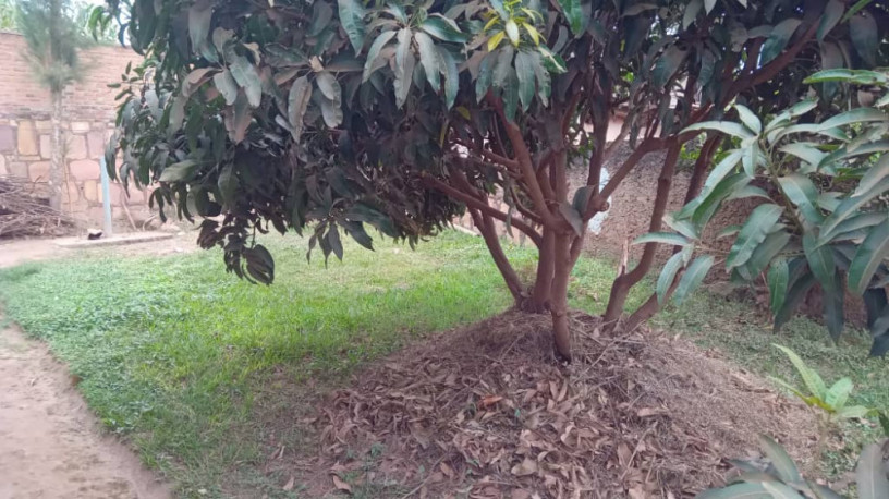 land-with-an-old-house-for-sale-big-9