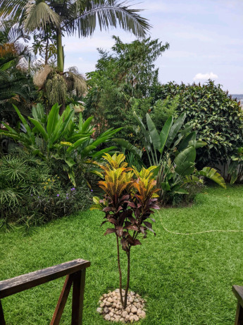 fully-furnished-studio-apartment-for-rent-in-nyarutarama-big-1