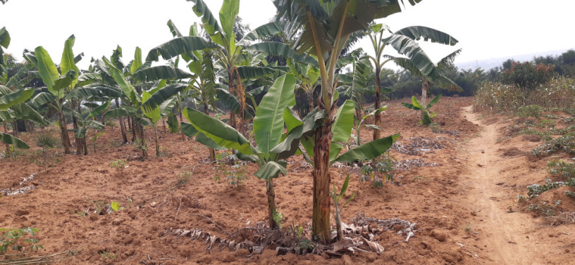 industrial-land-for-sale-in-bugesera-near-airport-of-rwanda-big-1