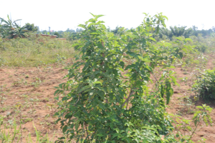 land-for-sale-in-mayange-bugesera-rwanda-big-0