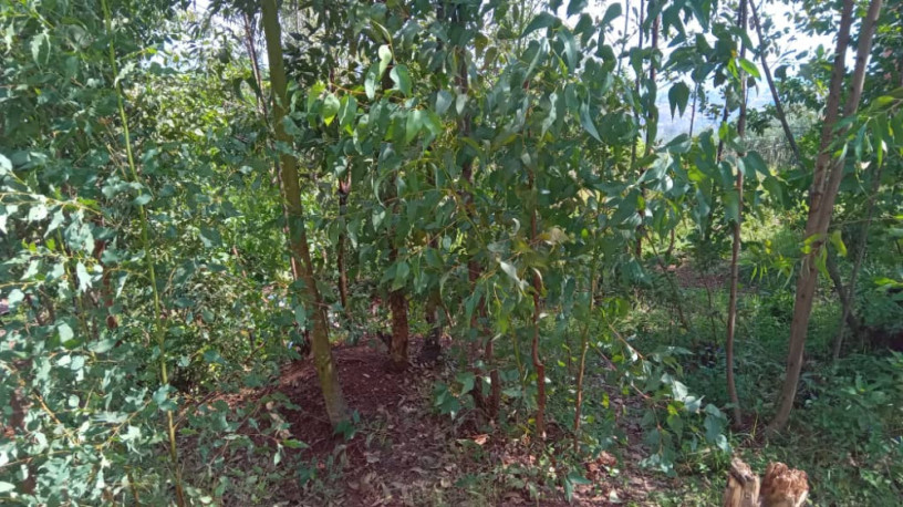 plot-for-sale-in-rebero-with-panoramic-view-of-kigali-city-big-7