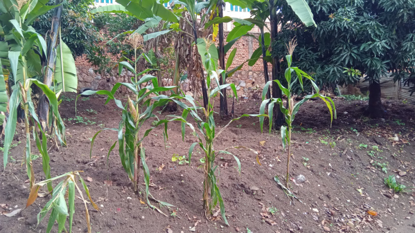 plot-for-sale-in-remera-big-13