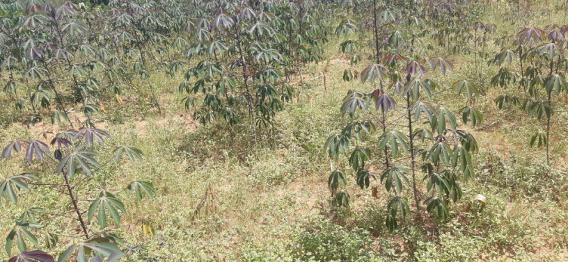 industrial-land-for-sale-in-bugesera-near-airport-of-rwanda-big-0