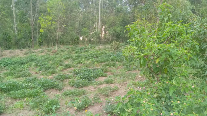 land-for-sale-in-batsinda-kagugu-big-2