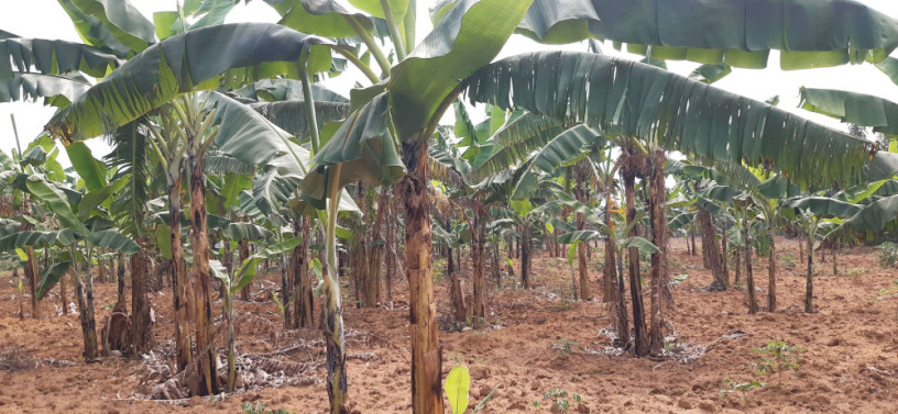 bugesera-land-for-sale-in-juru-near-bugesera-airport-big-0