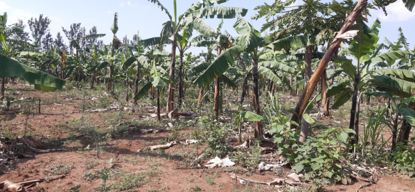 agriculture-land-for-sale-in-bugesera-gashora-rwanda-big-1