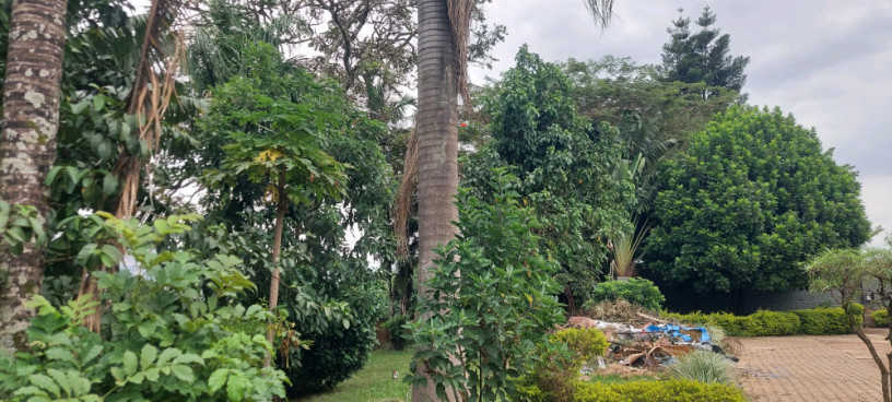kigali-office-house-available-for-rent-in-kimihurura-big-5