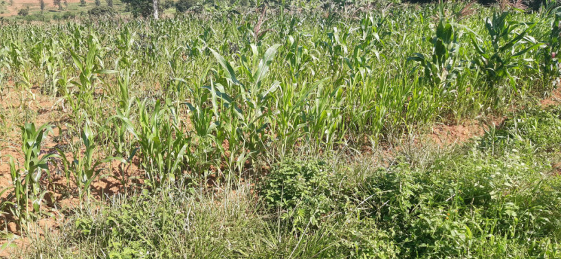 residential-plot-for-sale-in-bugesera-near-airport-hot-deal-gashora-big-3