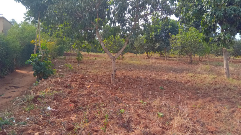plot-for-sale-in-ndera-on-auctioncyamunara-big-4