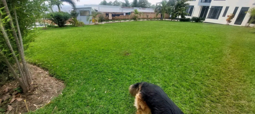 kibagabaga-unfurnished-3bedrooms-house-for-rent-at-800k-in-good-location-big-1