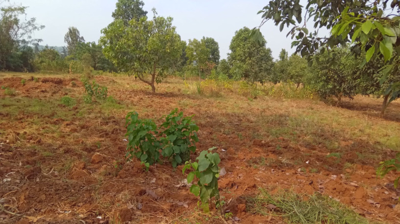plot-for-sale-in-ndera-on-auctioncyamunara-big-8