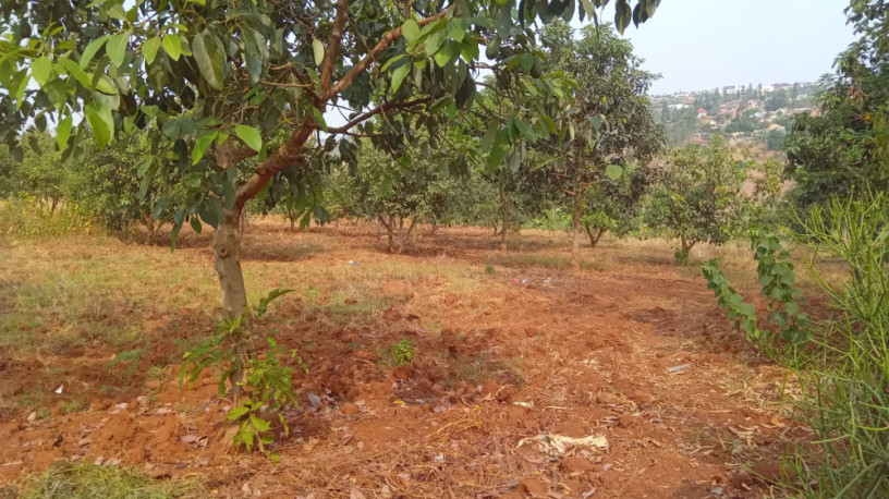 plot-for-sale-in-ndera-on-auctioncyamunara-big-6