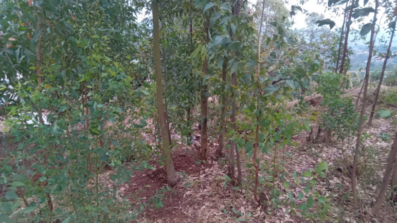kigali-land-for-sale-in-rebero-rujugiro-big-8