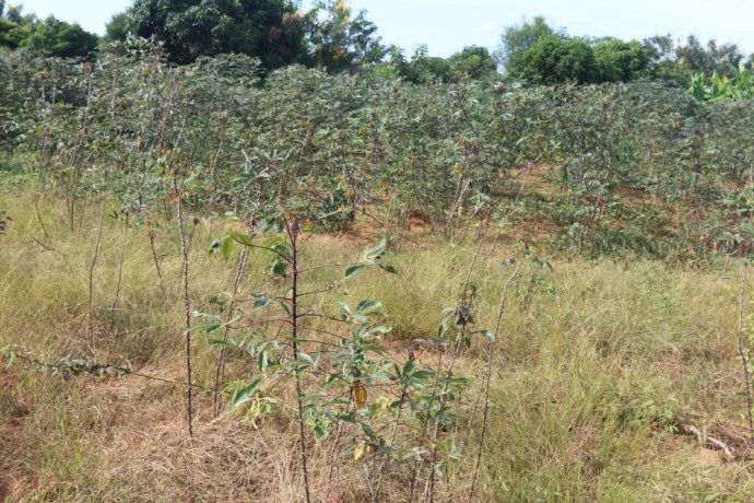 plot-for-sale-in-bugesera-near-airport-hot-deal-view-of-lake-big-2