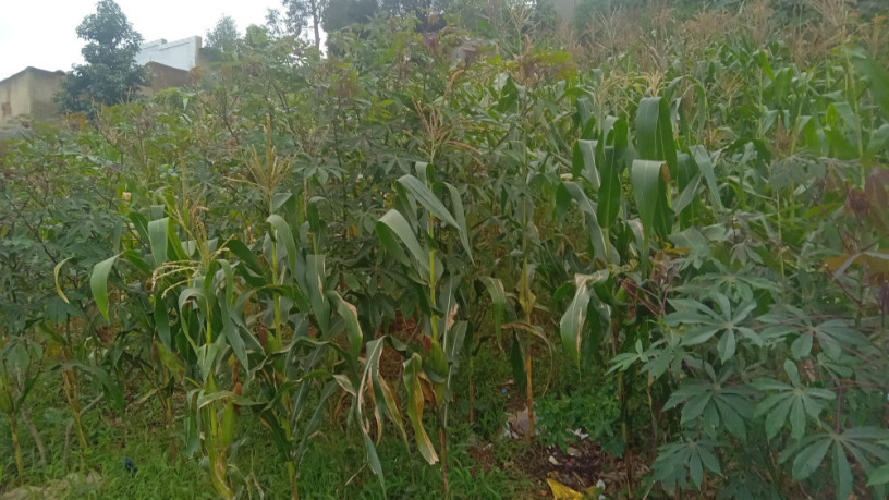 kigali-land-for-sale-in-gisozi-big-4